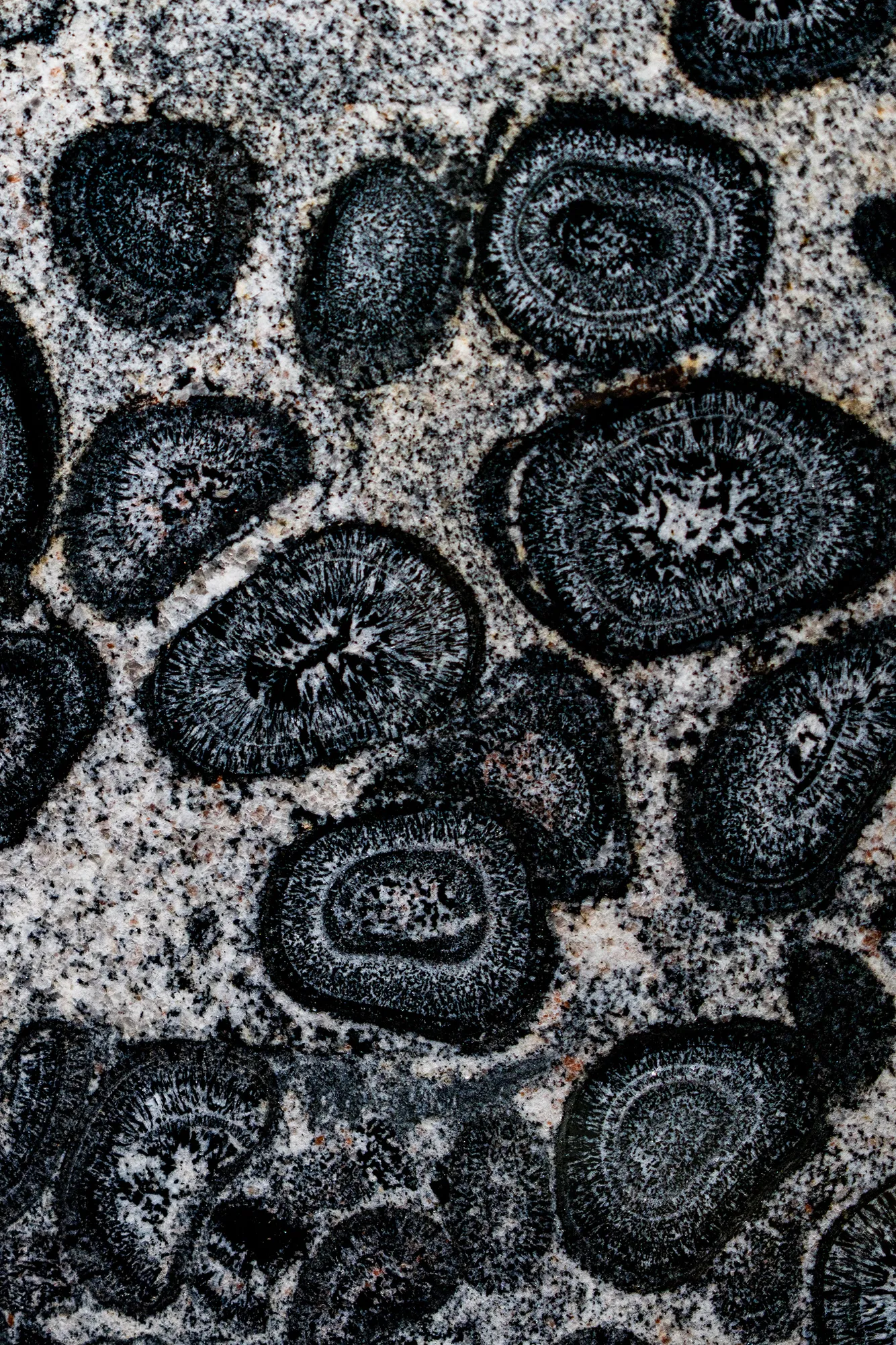 Shapes, Patterns, Colors & Textures, July 2024 — KOI02879