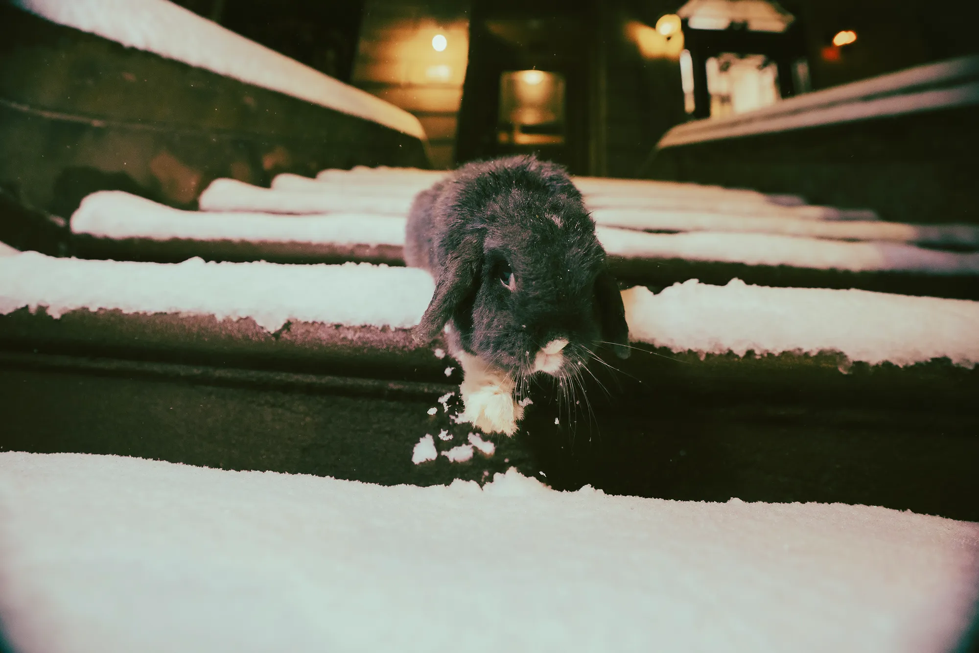 Snow day, February 2025 — KOI09352
